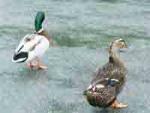 Click for larger photo of Ducks enjoying the rain